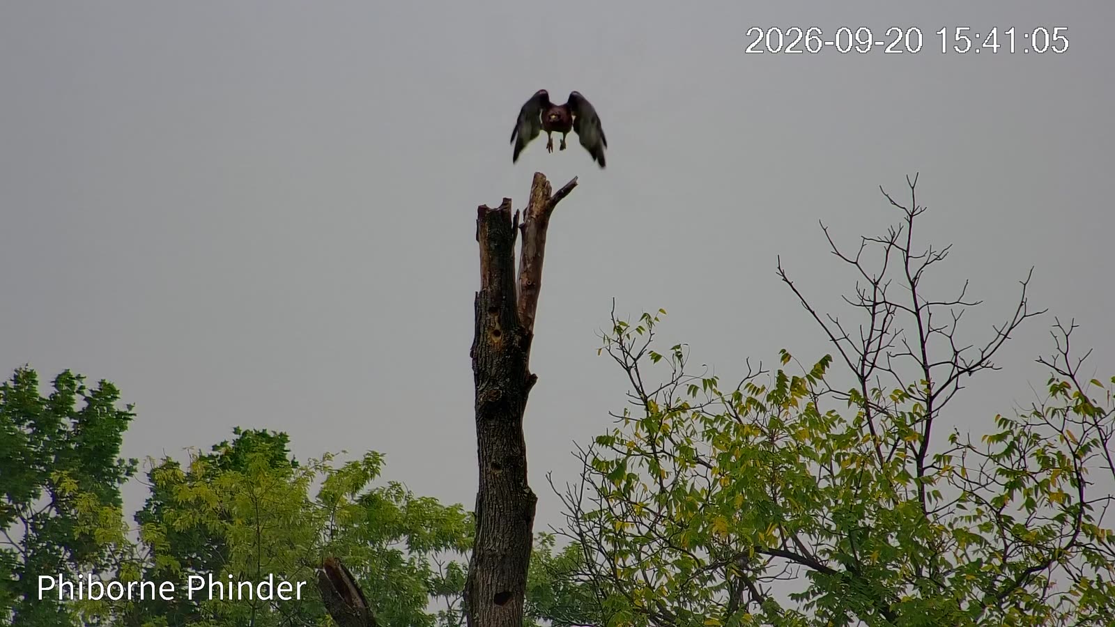 A hawk spreading its wings on top of a dead tree trunk against an overcast sky