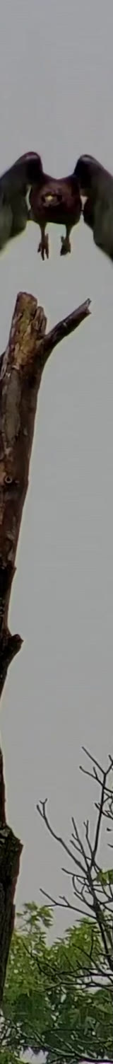 The hawk still cropped to a tall, narrow shim